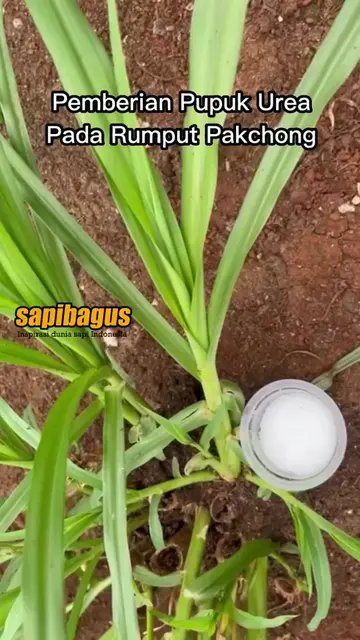 Pemberian-Pupuk-Urea-Rumput-Pakchong